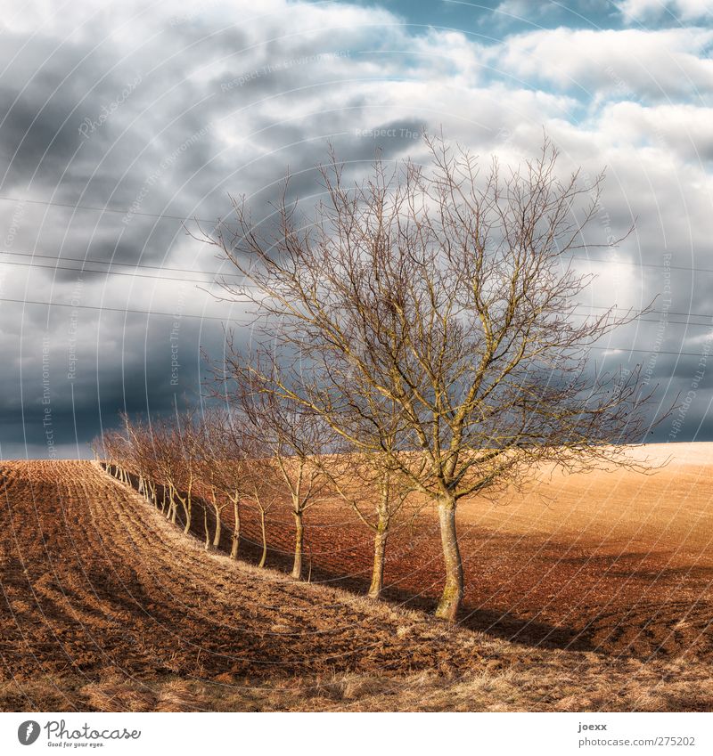 Eins nach dem Anderen Natur Landschaft Himmel Wolken Horizont Herbst Wetter Wind Baum Feld blau braun grau schwarz weiß gleich Idylle ruhig Umwelt Baumreihe