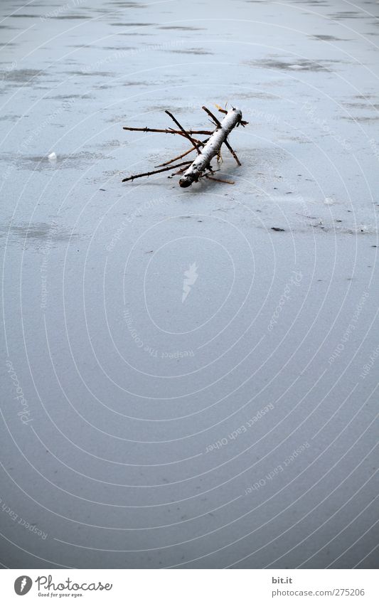 kalter AST auf Eis... Umwelt Natur Landschaft Winter Klima Wetter Baum Teich See frieren liegen dunkel blau Einsamkeit Endzeitstimmung Eisfläche Zweige u. Äste