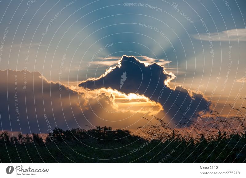 Contre jour Natur Landschaft Himmel Wolken Gewitterwolken Sommer Klima Wetter Schönes Wetter Gras Wiese Feld bedrohlich schön Wärme orange Farbfoto