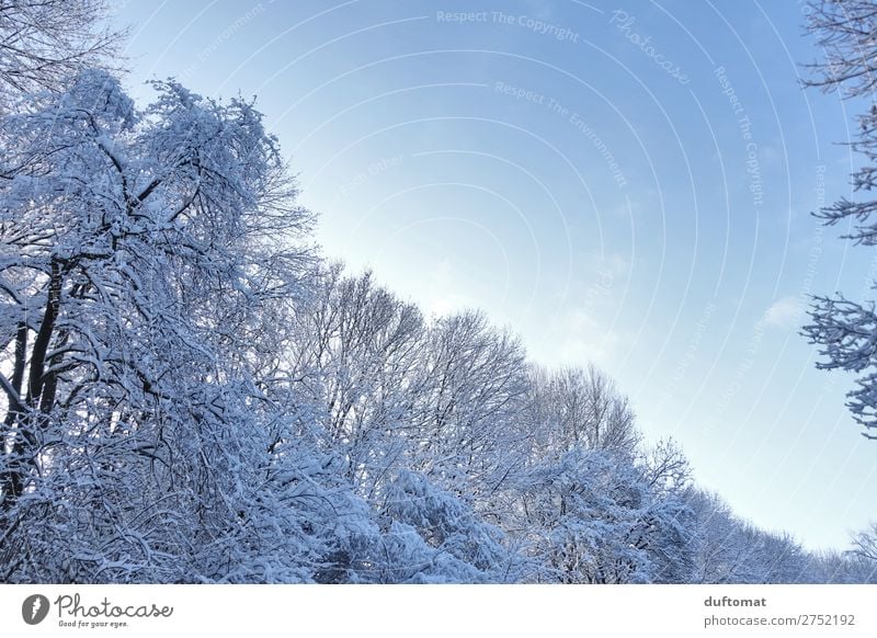 Winterwonder Erholung ruhig Meditation Schnee Winterurlaub Wintersport Skifahren Himmel Schönes Wetter Eis Frost Baum Wald Berge u. Gebirge atmen wandern