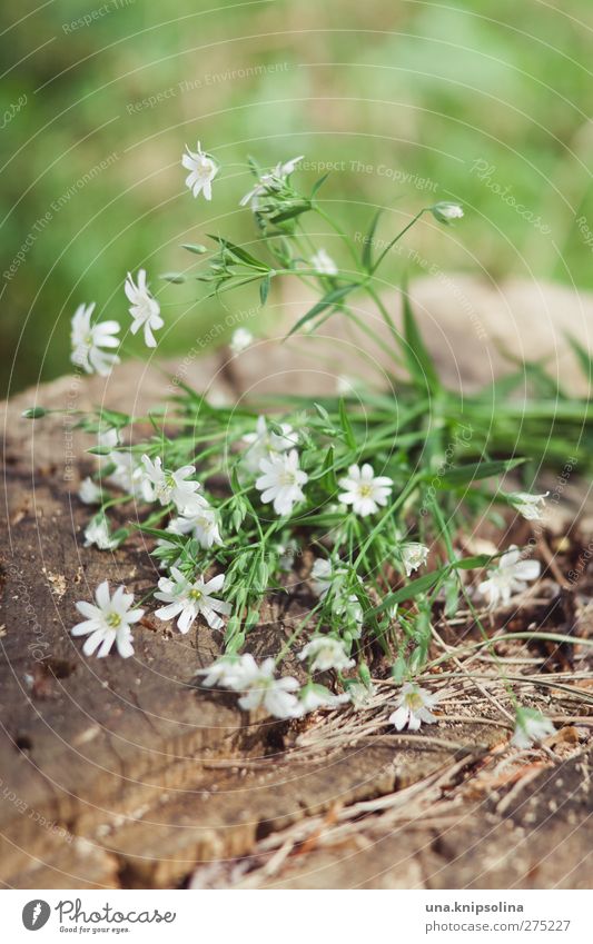 verdoyant et blanc... Natur Pflanze Blume Blatt Blüte Grünpflanze Baumstamm Holz Blühend klein grün weiß Farbfoto Gedeckte Farben Außenaufnahme Nahaufnahme