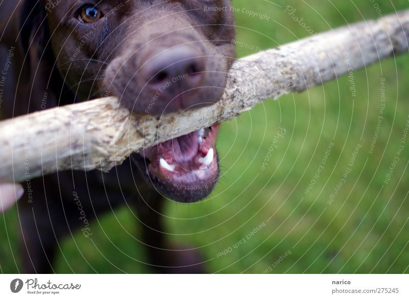 Abby Natur Sommer Tier Haustier Hund Tiergesicht 1 Holz Labrador Stock Gebiss braun Farbfoto Außenaufnahme Textfreiraum rechts Textfreiraum unten Tag Unschärfe