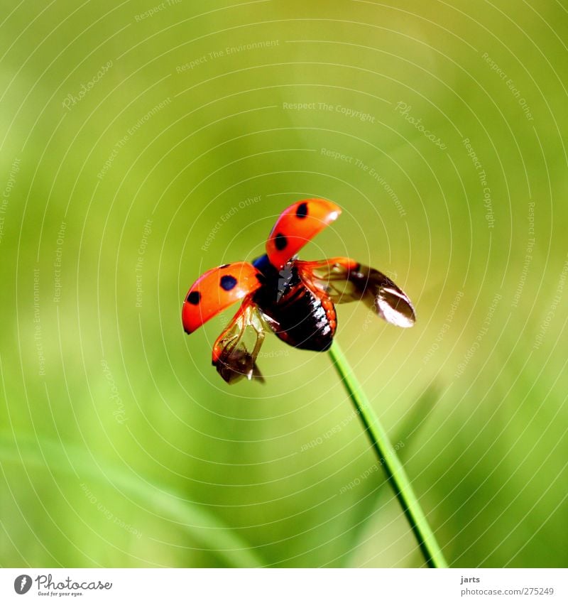 kleine freiheit Umwelt Natur Pflanze Tier Frühling Sommer Wildtier 1 fliegen natürlich Frühlingsgefühle Marienkäfer Abheben Flügel Farbfoto Außenaufnahme