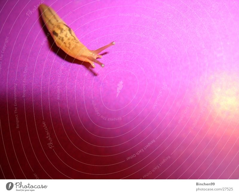 Schnecke on Tour Nacktschnecken langsam violett krabbeln rosa Vorsicht Fühler schleichen Blick glibschig