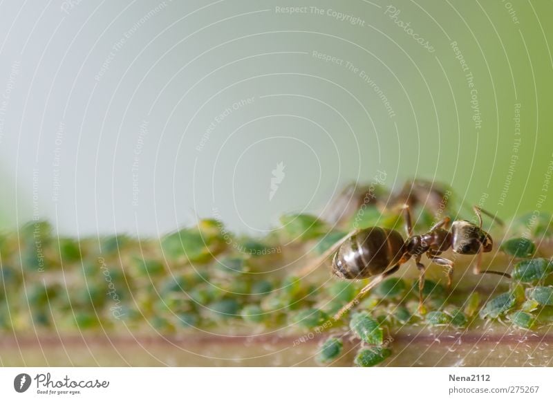 Zuchtkontrolle Umwelt Natur Pflanze Tier Sommer Wildpflanze Wiese Wald Tiergruppe Arbeit & Erwerbstätigkeit Kommunizieren grün Ameise Blattläuse melken