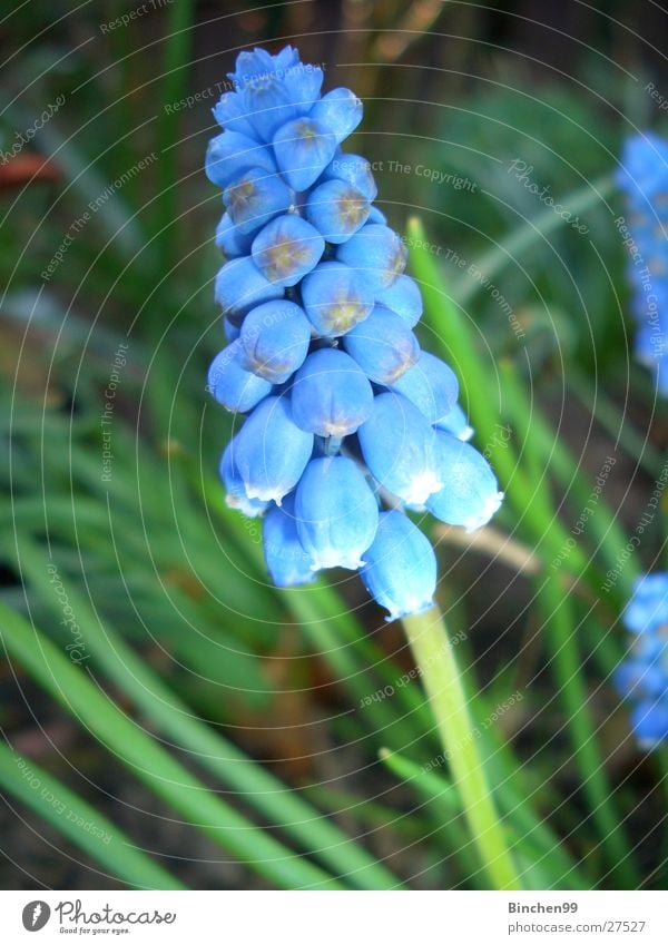 Blaues Wunder Blume Frühling grün Beet Pflanze Traubenhyazinthe Garten blau Rasen Natur