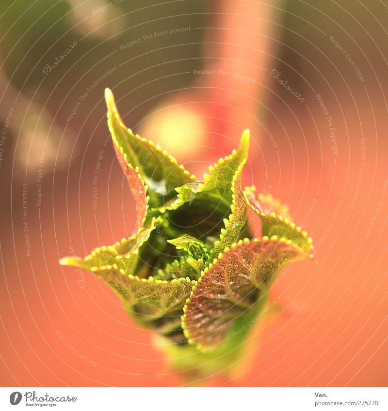 . Natur Pflanze Frühling Blatt Blattknospe Garten frisch Wärme grün rot Außenaufnahme Nahaufnahme Makroaufnahme Menschenleer Hintergrund neutral Tag