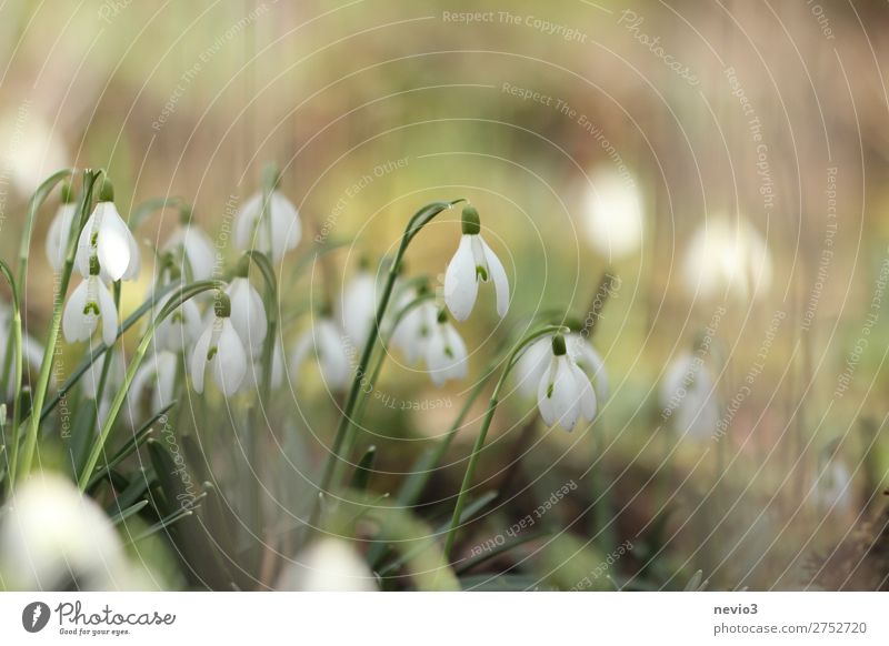 Schneeglöckchen im Garten Natur Grünpflanze Wildpflanze Blühend schön neu grün weiß Stimmung Lebensfreude Frühlingsgefühle Vorfreude Blume Blumenwiese