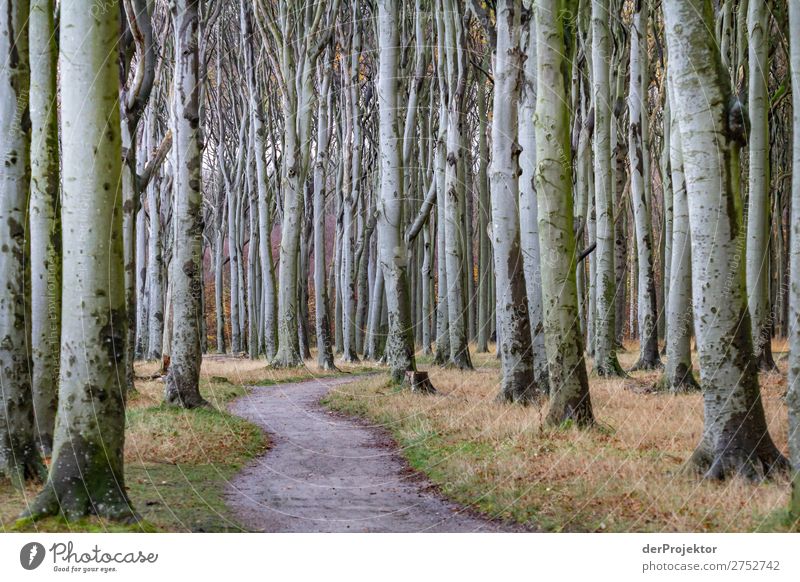 Gespensterwald in Nienhagen XIII Zentralperspektive Kontrast Licht Tag Textfreiraum Mitte Textfreiraum unten Textfreiraum links Textfreiraum rechts