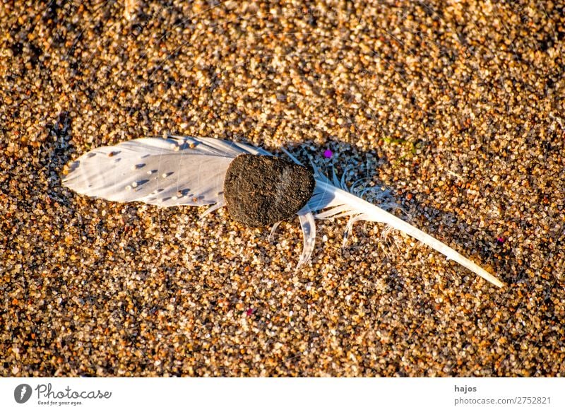 Feder am Strand Natur Sand Vogel weich braun weiß Vogelfeder Möwenfe Kiesel fluffig zerbrechlich Nahaufnahme Textfreiraum Farbfoto Außenaufnahme Menschenleer