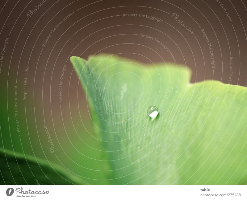 Wasserkugel Natur Pflanze Urelemente Wassertropfen Regen Baum Blatt Grünpflanze Nutzpflanze Wildpflanze exotisch Ginkgo Blattadern glänzend leuchten liegen