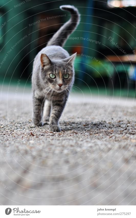 mein erstes, einziges und letztes katzenbild Haustier Katze Bauernhof 1 Tier beobachten kuschlig grau grün elegant Jagd Kies schleichen Farbfoto Außenaufnahme