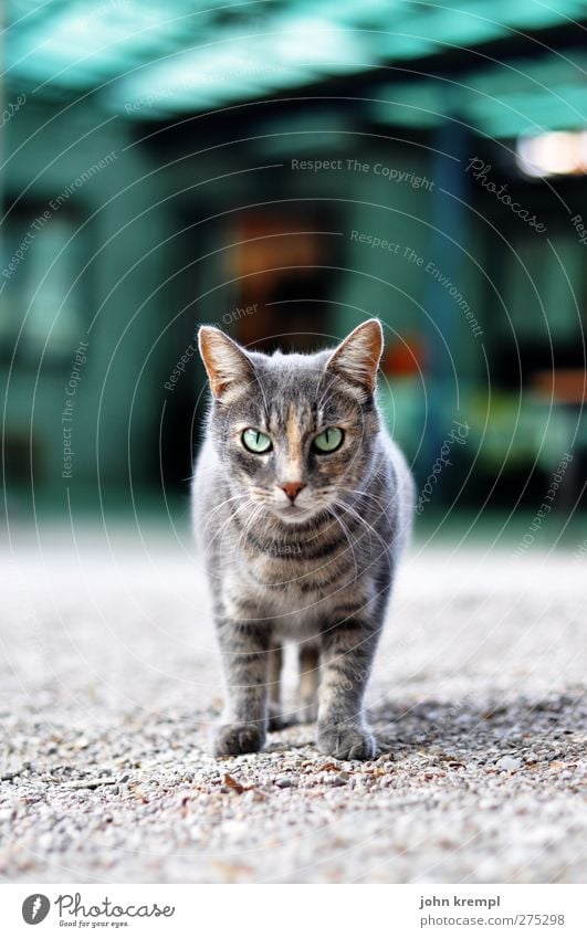 Du und wieviel von deinen Freunden? Tier Haustier Katze Bauernhof 1 beobachten kämpfen stehen rebellisch stark Respekt bedrohlich skeptisch gefährlich Farbfoto