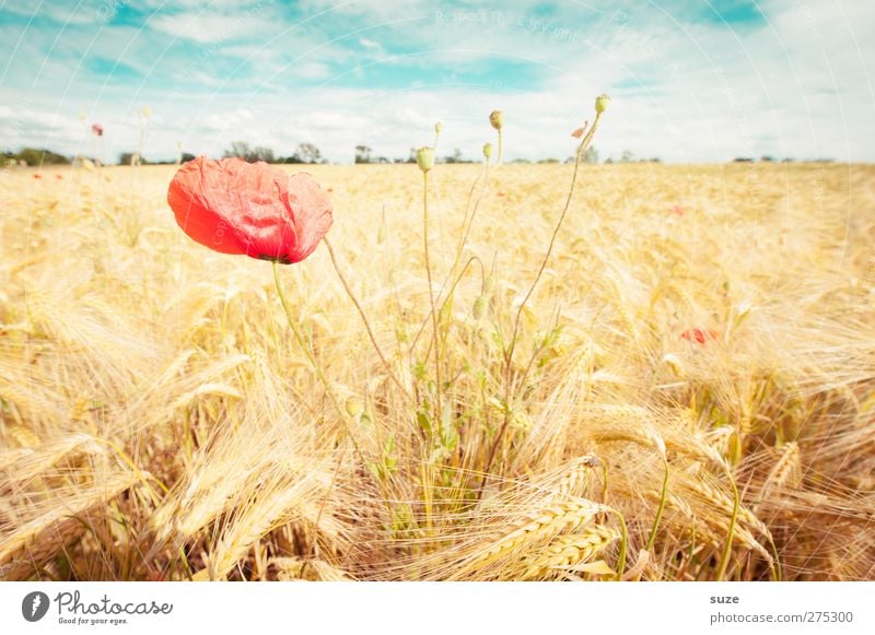 Mohnschein Sommer Landwirtschaft Forstwirtschaft Umwelt Natur Landschaft Pflanze Himmel Wolken Schönes Wetter Wind Blüte Feld Wachstum schön gelb rot Stimmung