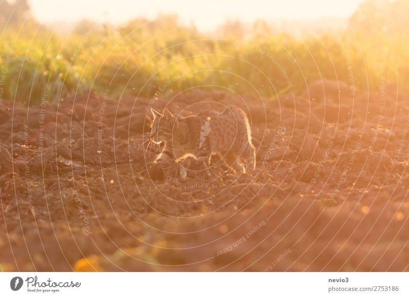 Getigerte Katze auf Beutezug Sommer Sonne Natur Landschaft Gras Feld Tier 1 Jagd gelb gold Lebensfreude Frühlingsgefühle Sonnenaufgang Sonnenuntergang Hauskatze