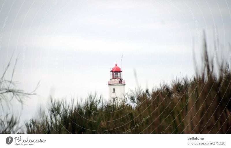 Hiddensee | Rotkäppchen II Himmel Wolken Pflanze Gras Sträucher Grünpflanze Wildpflanze Küste Ostsee Insel braun grün rot weiß Leuchtturm Farbfoto