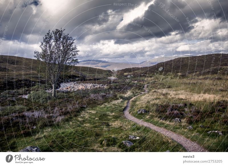 Schottisches Hochland Natur Landschaft Baum Gras Sträucher Grünpflanze Nutzpflanze Wiese Feld Unendlichkeit kalt wandern Wanderpfad Wege & Pfade Fußweg