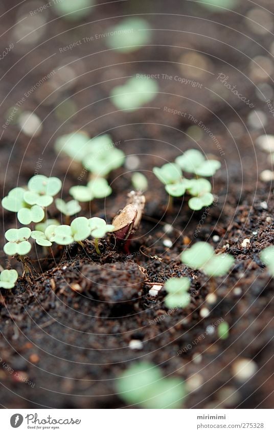 Zarte Anfänge Natur Pflanze Erde Frühling klein neu Wachstum keimen Gedeckte Farben Außenaufnahme Makroaufnahme Tag Unschärfe