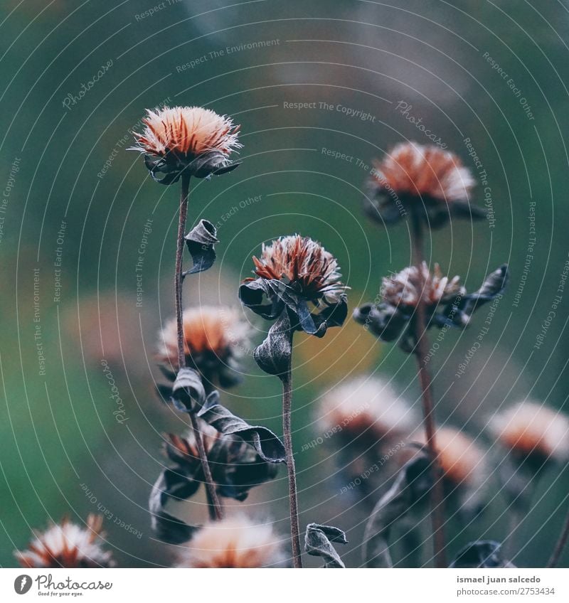 Blumenpflanze im Garten Pflanze Farbe farbenfroh geblümt Natur Dekoration & Verzierung romantisch Beautyfotografie Zerbrechlichkeit Hintergrund Frühling Sommer