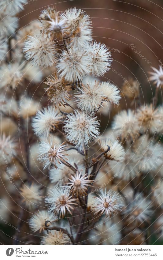 weiße Löwenzahnblume Blume Pflanze Samen geblümt Garten Natur Dekoration & Verzierung abstrakt Konsistenz weich Außenaufnahme Hintergrund romantisch