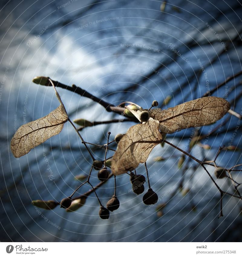 Ausblick Umwelt Natur Pflanze Himmel Wolken Baum Grünpflanze Wildpflanze Zweig Samen Sporen hängen dehydrieren Wachstum klein nah natürlich wild blau braun