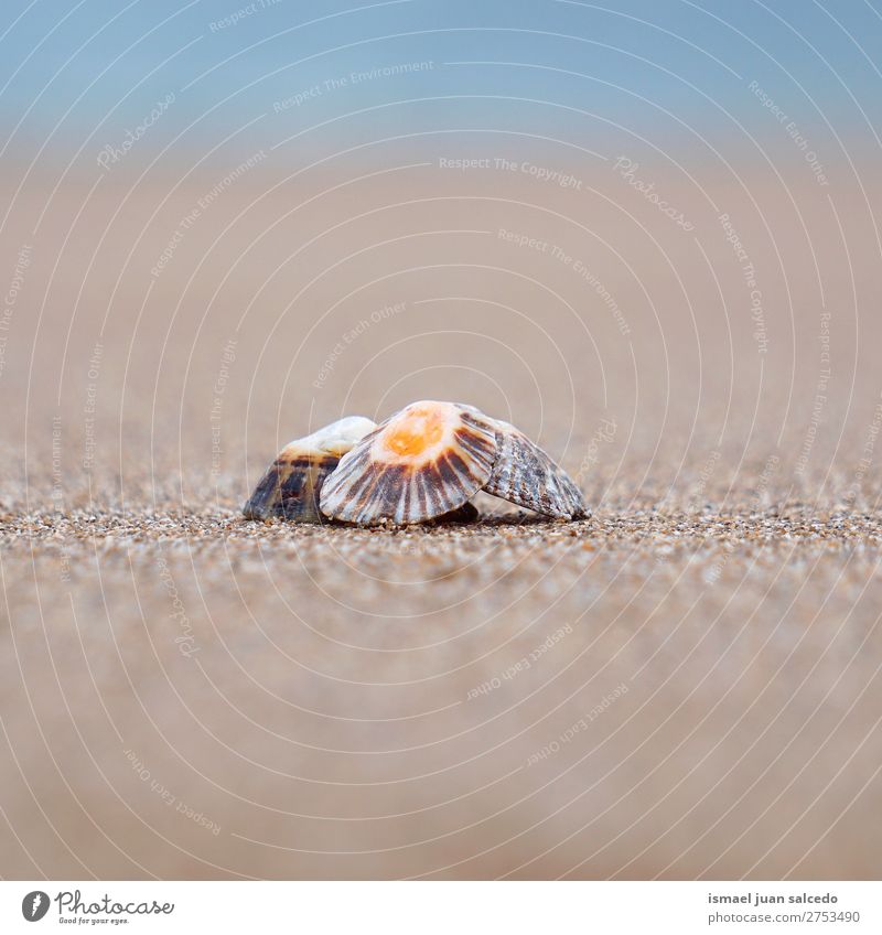 Muschel auf dem Sand Panzer Strand Felsen Meer Wellen Wasser Küste Außenaufnahme Ferien & Urlaub & Reisen Ausflugsziel Platz Natur Landschaft Hintergrund ruhig