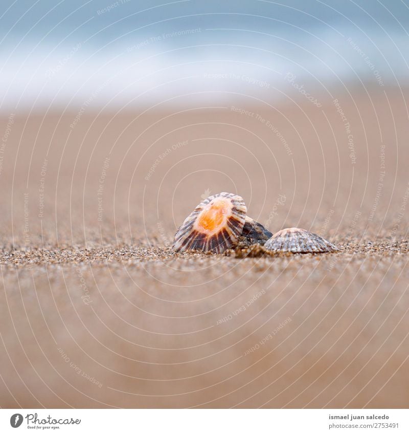 Muschel im Sand Panzer Strand Felsen Meer Wellen Wasser Küste Außenaufnahme Ferien & Urlaub & Reisen Ausflugsziel Platz Natur Landschaft Hintergrund ruhig