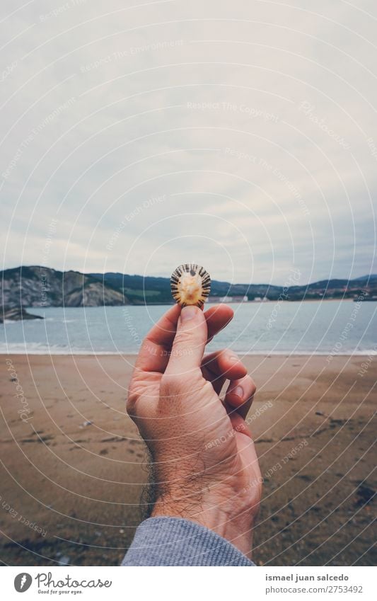 Hand mit Muschel am Strand Panzer Sand Felsen Meer Wellen Wasser Küste Außenaufnahme Ferien & Urlaub & Reisen Ausflugsziel Platz Natur Landschaft Hintergrund