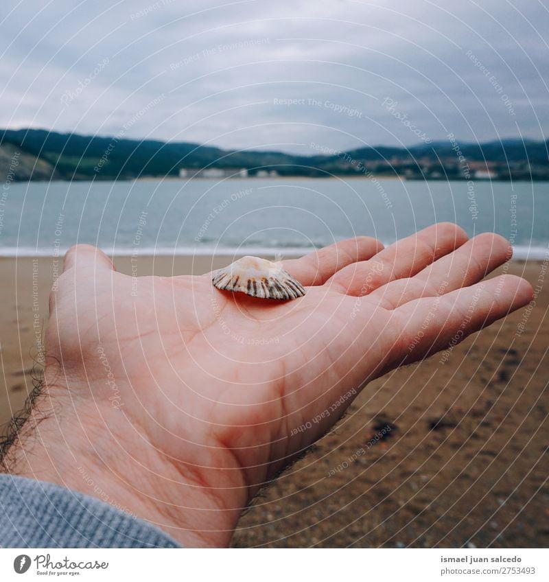 Hand und Muschel am Strand Panzer Sand Felsen Meer Wellen Wasser Küste Außenaufnahme Ferien & Urlaub & Reisen Ausflugsziel Platz Natur Landschaft Hintergrund