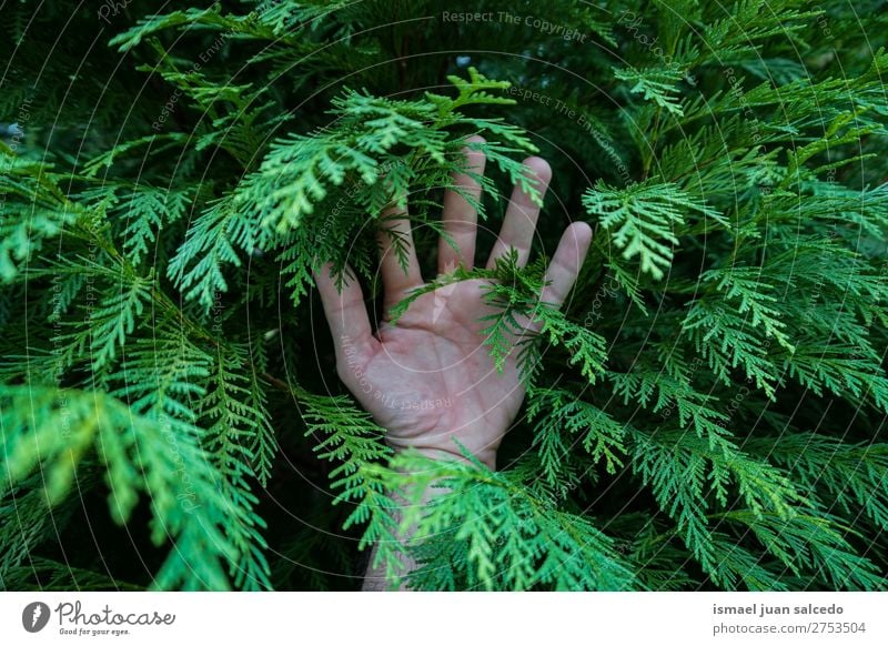 grüne Blätter und Hand Blatt Natur abstrakt Konsistenz Außenaufnahme Hintergrund Beautyfotografie Zerbrechlichkeit Herbst fallen Winter