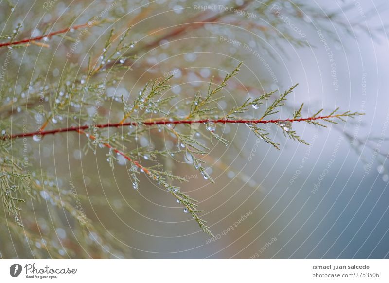 grüne Baumblätter Blatt Natur abstrakt Konsistenz Außenaufnahme Hintergrund Beautyfotografie Zerbrechlichkeit Herbst fallen Winter