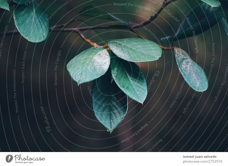 grüne Baumblätter Blatt Natur abstrakt Konsistenz Außenaufnahme Hintergrund Beautyfotografie Zerbrechlichkeit Herbst fallen Winter