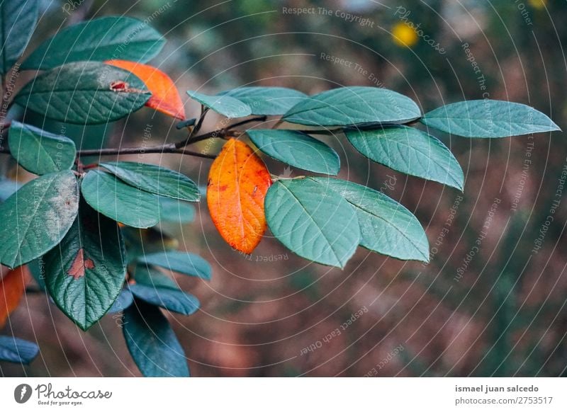 grüne Baumblätter Blatt Natur abstrakt Konsistenz Außenaufnahme Hintergrund Beautyfotografie Zerbrechlichkeit Herbst fallen Winter