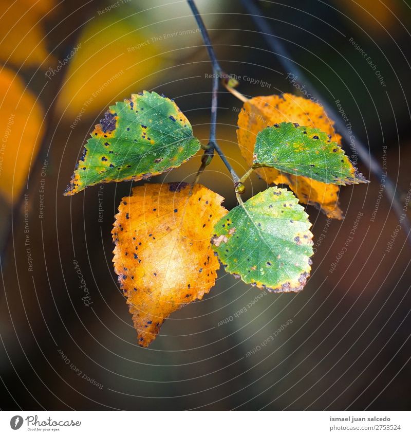 grün gelbe Blätter Blatt Natur abstrakt Konsistenz Außenaufnahme Hintergrund Beautyfotografie Zerbrechlichkeit Herbst fallen Winter