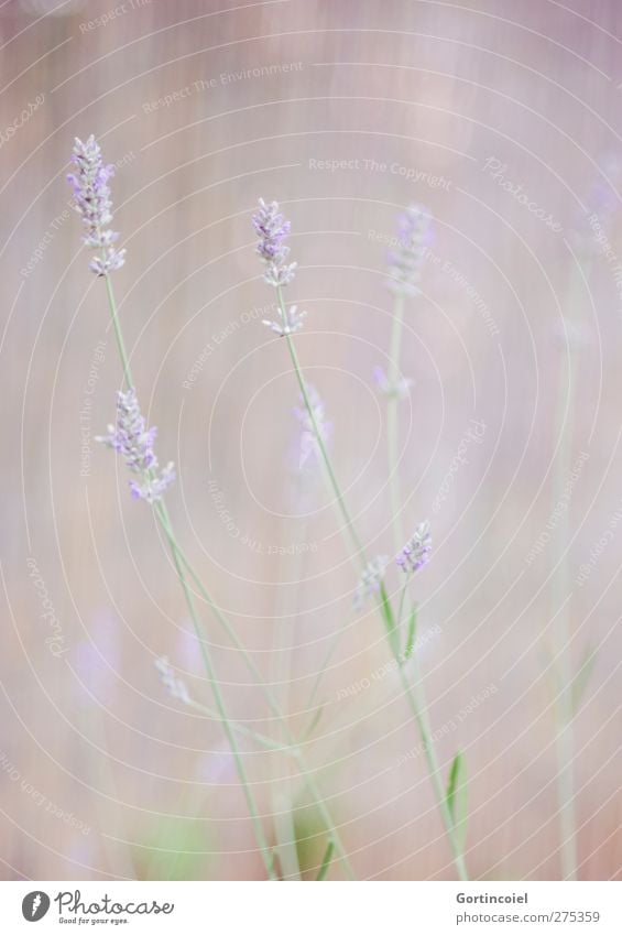 Lavande Umwelt Natur Pflanze Blume Blüte Nutzpflanze violett Lavendel weich sanft Blumenwiese Farbfoto Gedeckte Farben Außenaufnahme Menschenleer