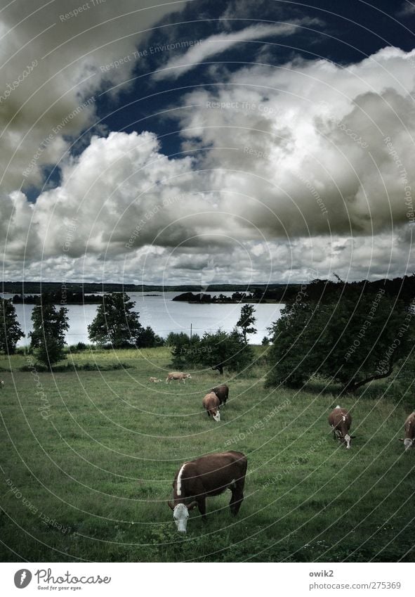 Nordland Umwelt Natur Landschaft Pflanze Tier Himmel Wolken Horizont Klima Schönes Wetter Baum Gras Sträucher Wiese See Smaland Nordeuropa Kuh Nutztier