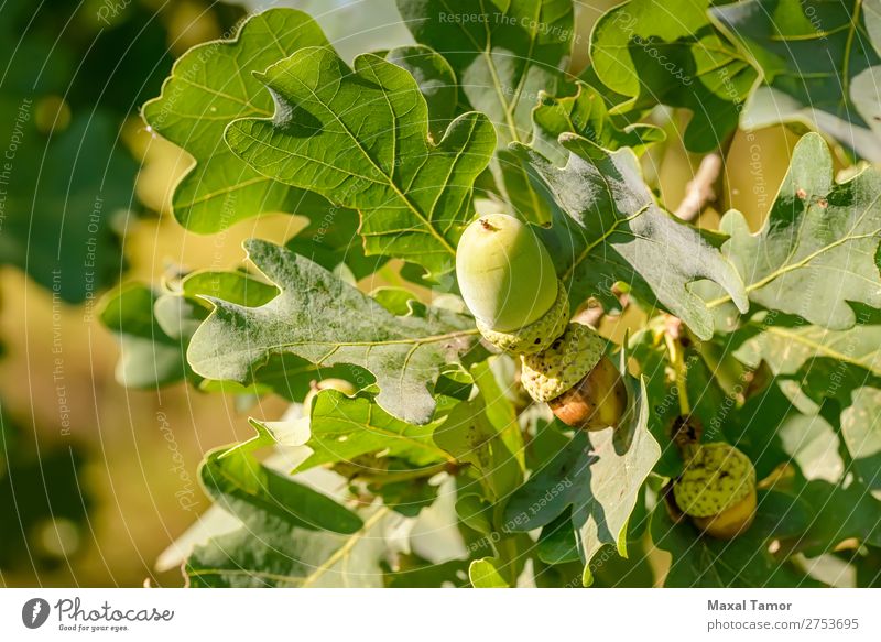 Makro der Eichel Frucht Sommer Natur Baum Blatt Wald Wachstum hell grün Farbe Eicheln Botanik Ast Nut Jahreszeiten Samen Sonnenschein Konsistenz Zweig Holz jung