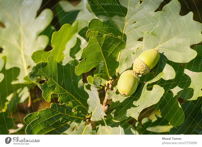 Makro der Eichel Frucht Sommer Natur Baum Blatt Wald Wachstum hell grün Farbe Eicheln Botanik Ast Nut Jahreszeiten Samen Sonnenschein Konsistenz Zweig Holz jung