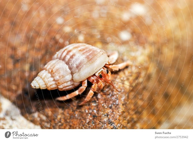 Einsiedlerkrebs schaut aus seiner Muschel exotisch Ferien & Urlaub & Reisen Sommer Strand Meer Häusliches Leben Haus Natur Tier Sand Wasser Küste Haustier klein