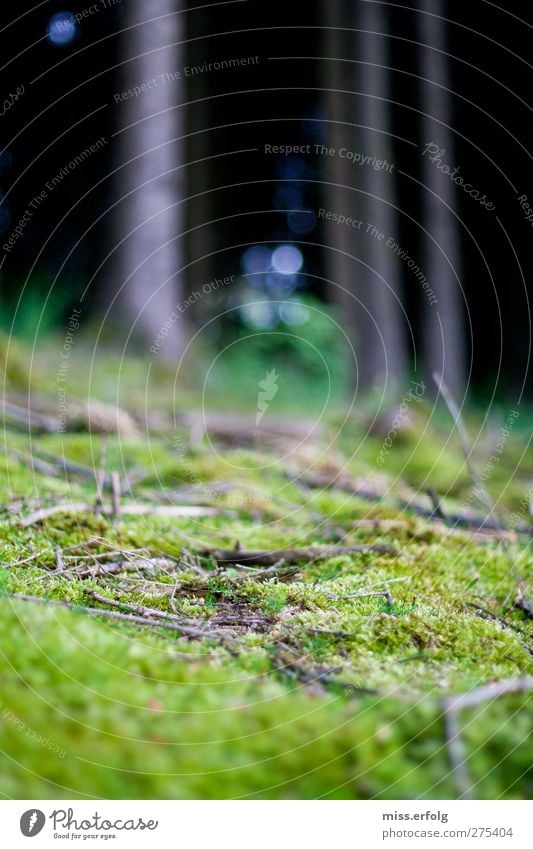 geWALDig II Umwelt Natur Landschaft Pflanze Tier Baum Moos berühren Blühend ästhetisch außergewöhnlich authentisch fantastisch kuschlig schön blau grün schwarz