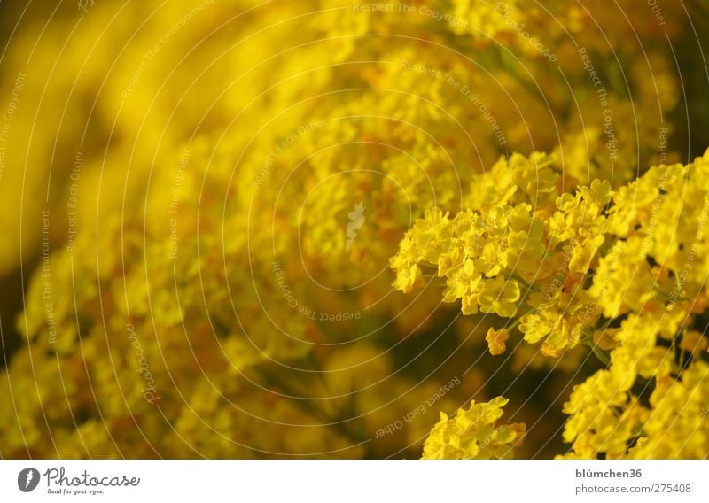 Gelbsucht im Garten Natur Pflanze Frühling Sommer Blume Blüte Blühend Duft leuchten Wachstum einfach Freundlichkeit frisch gigantisch natürlich schön gelb