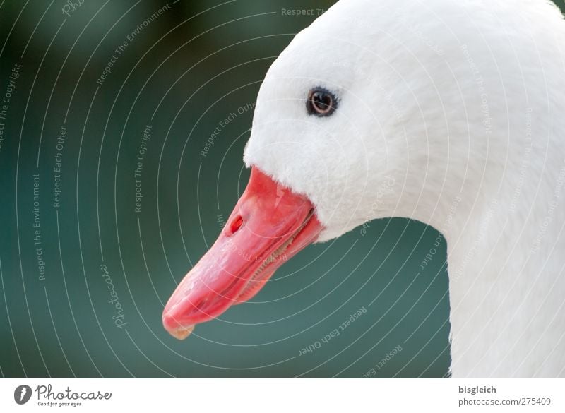 Augenblick V Tier Vogel Tiergesicht Gans Schnabel Kopf 1 Blick grün rot weiß achtsam Wachsamkeit Farbfoto Außenaufnahme Textfreiraum links Tag