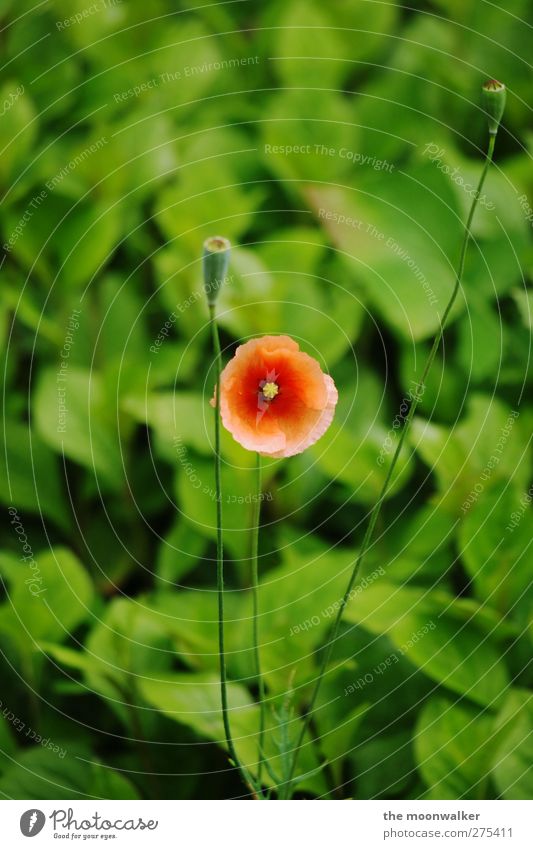 bald ist wieder mohntag Natur Pflanze Frühling Sommer Blatt Blüte Grünpflanze Wildpflanze Mohn Mohnblüte Mohnkapsel Mohnblatt Garten Park Wiese Blühend Wachstum