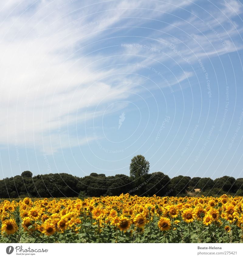 Der Nordspanische Sommer Freizeit & Hobby Ferien & Urlaub & Reisen Ferne Sommerurlaub Pflanze Blüte Sonnenblume Feld Blühend entdecken Erholung genießen