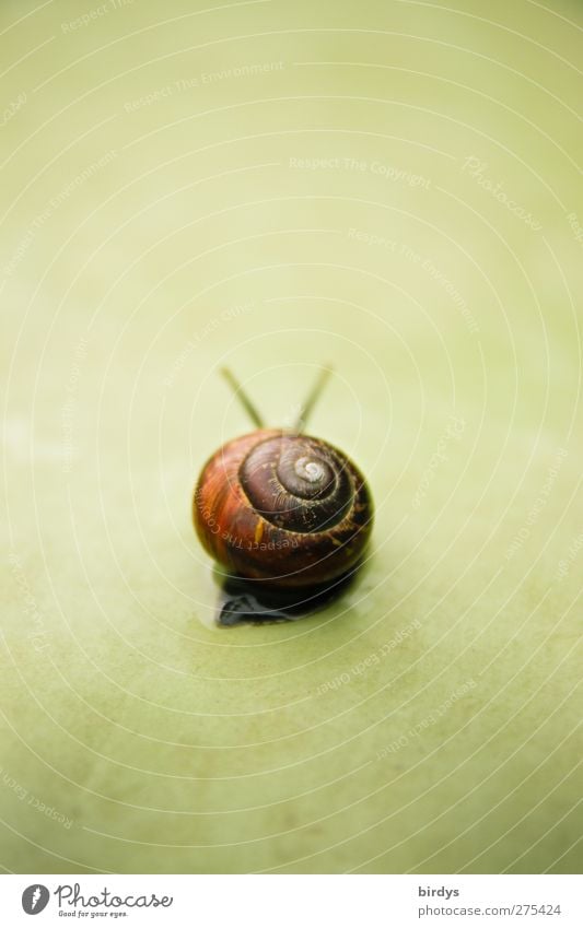 Dunkle Schnecke mit Schneckenhaus von hinten auf neutralem grünen Untergrund bzw. Hintergrund 1 Tier Traurigkeit ästhetisch Gelassenheit geduldig Sehnsucht