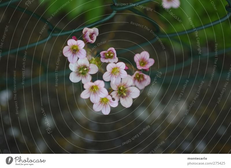 Zaungäste... Umwelt Natur Pflanze Frühling Schönes Wetter Blume Blatt Blüte Grünpflanze Wildpflanze Garten Stein Duft authentisch frisch natürlich wild rosa