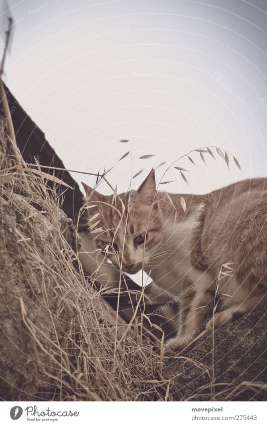 Eck mit Katze Mauer Wand Dach Haustier 1 Tier Blick Farbfoto Außenaufnahme Textfreiraum oben Tierporträt Blick in die Kamera