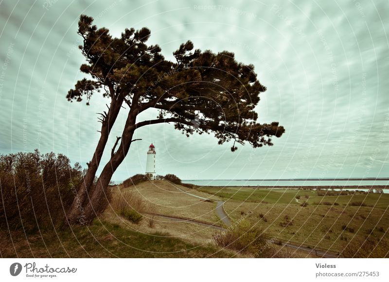 Hiddensee | ... Lost in...... Himmel Wolken Turm Leuchtturm Bauwerk Gebäude Architektur entdecken Kiefer Farbfoto Außenaufnahme Weitwinkel