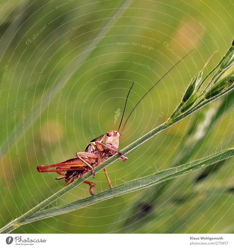 Grashüpfer auf einem Grashalm, er singt sein Lied im Sommer. Pflanze Wiese Tier Heuschrecke 1 gold grün rot Insekt Fühler Sprungbein Farbfoto Außenaufnahme