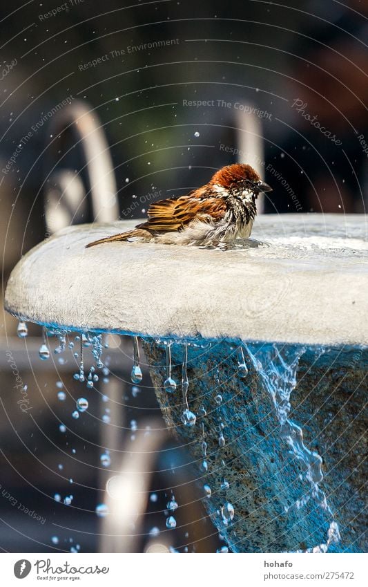 Badender Spatz Wasser Tier Wildtier Vogel 1 Stein Schwimmen & Baden heiß braun Farbfoto Außenaufnahme Tag Tierporträt